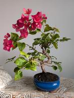Bougainvillea Glabra bonsai 9 jaar, Tuin en Terras, Planten | Bomen, Bloeit niet, Halfschaduw, Minder dan 100 cm, Overige soorten