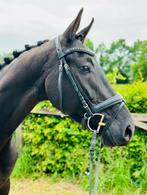 5jarige Lord Europe ruin, Dieren en Toebehoren, Paarden, Ruin, Dressuurpaard, Zadelmak, Gechipt