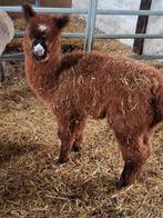 Alpaca hengst, Dieren en Toebehoren, Overige Dieren, Juni, Mannelijk