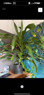 Mega draceana -170 cm hoog - kantoorplant - bieden=voorrang, Huis en Inrichting, Kamerplanten, Ophalen, Halfschaduw, 150 tot 200 cm