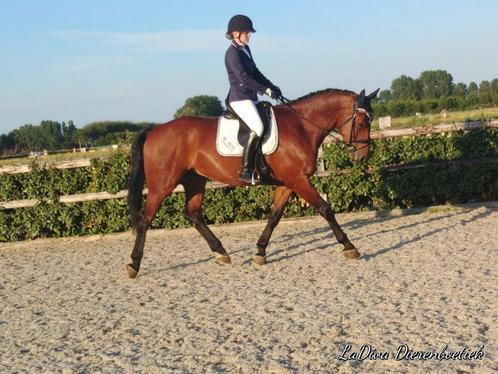 Lease of bijrijdpaard gezocht, Dieren en Toebehoren, Paarden en Pony's | Verzorgingsproducten, Ophalen of Verzenden