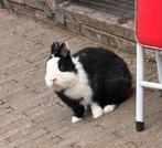 Dwerg konijn blauw oog, Dieren en Toebehoren, Konijnen, Mannelijk, Dwerg, 0 tot 2 jaar