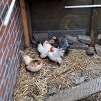 Toom kriel kipjes, Dieren en Toebehoren, Pluimvee, Meerdere dieren, Kip