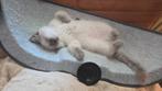 Ragdoll kitten bleu points, op zoek naar goeden mandje!, Dieren en Toebehoren, Katten en Kittens | Raskatten | Korthaar, Meerdere dieren