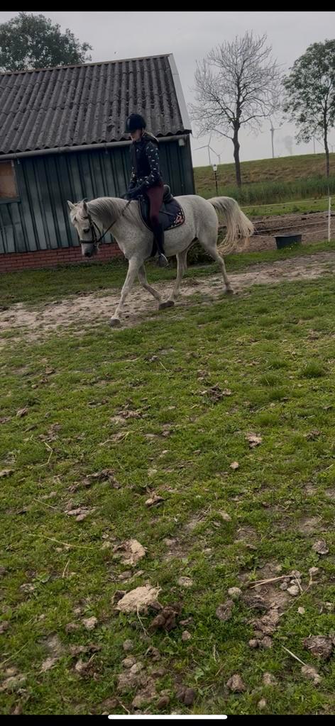 Prachtige 15 jarige D vliegenschimmel zadelmak, Dieren en Toebehoren, Pony's, Merrie, B, D pony (1.37m tot 1.48m), Recreatiepony