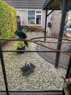 kakariki,s, Dieren en Toebehoren, Meerdere dieren, Parkiet, Geringd