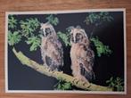 Dieren - Vogel - Ransuil, Verzamelen, Ophalen of Verzenden, Ongelopen, Vogel