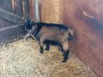 Dwergbokje, Dieren en Toebehoren, Schapen, Geiten en Varkens, Mannelijk, Geit, 0 tot 2 jaar