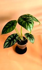 Alocasia Silver Dragon – jonge plant , Ophalen of Verzenden, Overige soorten, Minder dan 100 cm