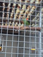 Jardinepapegaai, Meerdere dieren, Parkiet, Geringd