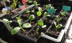 Tuin = Groente = Pompoen - Cucurbita, Tuin en Terras, Ophalen, Volle zon, Groenteplanten, Eenjarig
