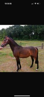 Zeer mooie hackney pony, Minder dan 160 cm, 0 tot 2 jaar, Hengst, Tuigpaard