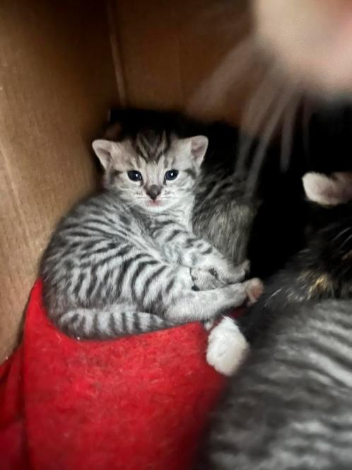 4 prachtige kittens zoeken een liefdevol thuis, Dieren en Toebehoren, Katten en Kittens | Overige Katten, Meerdere dieren, 0 tot 2 jaar