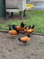 Vorwerk hen, Dieren en Toebehoren, Pluimvee, Vrouwelijk, Kip