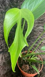 Burle Marx Flame, Overige soorten, Minder dan 100 cm, Groene kamerplant, Halfschaduw
