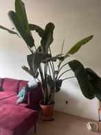 Strelitzia nicolai 2,5m, Huis en Inrichting, Kamerplanten, Ophalen, 200 cm of meer