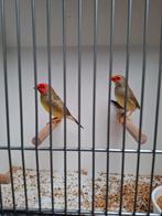 Binsenastrilden, Dieren en Toebehoren, Vogels | Overige Vogels, Meerdere dieren, Geringd