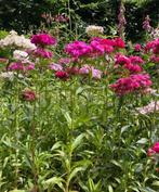 Duizendschoon ‘Dianthus barbatus’ zaden, Verzenden, Eenjarig, Overige soorten, Volle zon