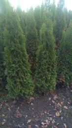 Thuja occidentalis "Smaragd" 125-150-175-200cm smalle plant, Ophalen of Verzenden, Conifeer, Haag, 100 tot 250 cm