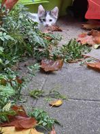 Kittens, Dieren en Toebehoren, Katten en Kittens | Overige Katten, Meerdere dieren, Kortharig, 0 tot 2 jaar