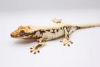 Wimpergekko/crested gecko/correlophus ciliatus, Dieren en Toebehoren, Hagedis, Tam, 0 tot 2 jaar