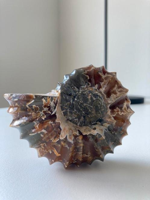 Gepolijste Ammoniet Fossiel, Verzamelen, Mineralen en Fossielen, Fossiel, Ophalen of Verzenden