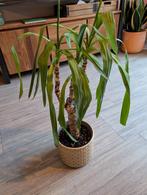 Yucca (50cm), Ophalen, Halfschaduw, Minder dan 100 cm, Yucca