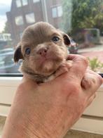 Chihuahua pupies / lees de advertentie 😘, Dieren en Toebehoren, Honden | Chihuahua's en Gezelschapshonden, CDV (hondenziekte)
