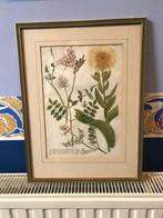 Botanische gravure met de hand ingekleurd., Ophalen of Verzenden