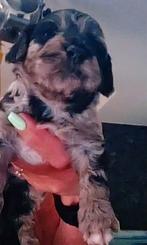 Mini australian merle labradoodle pups 35/ 40 cm., Overige rassen, 8 tot 15 weken, Meerdere dieren, Eén hond