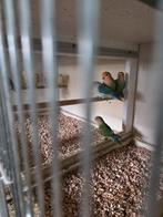 Collies dwergpapagaaien, Meerdere dieren, Parkiet