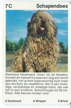 kwartetkaart Schapendoes, Verzamelen, Ophalen of Verzenden, Gebruikt, Hond of Kat, Overige typen