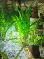 Aquarium planten gras, Dieren en Toebehoren, Vissen | Aquaria en Toebehoren, Ophalen, Zo goed als nieuw, Plant(en), Steen of Hout