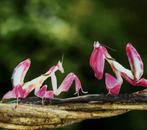 Bidsprinkhanen Hymenopus Coronatus "Orchidea", Dieren en Toebehoren, Insecten en Spinnen