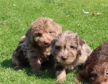 Langharige x ruwharige teckel pups beschikbaar voor biedingen
