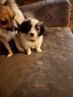 Mix vlinderhond, Dieren en Toebehoren, 8 tot 15 weken, Parvo, Eén hond, Nederland