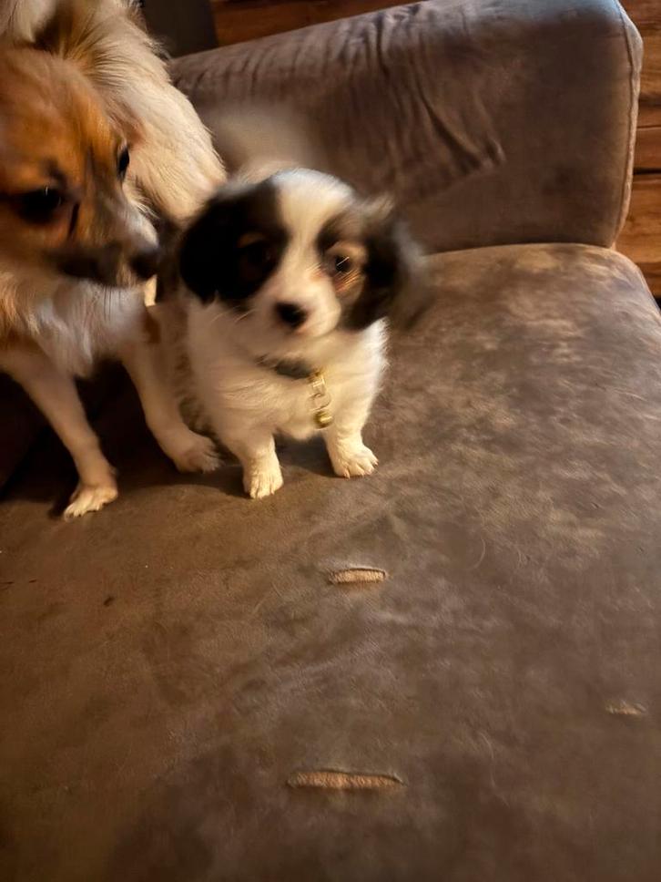 Mix vlinderhond, Dieren en Toebehoren, Honden | Chihuahua's en Gezelschapshonden, Reu, Overige rassen, Particulier, Eén hond, Nederland