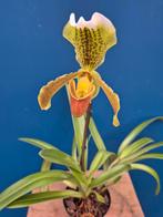 Orchidee Paphiopedilum Insigne 3N p11 (1), Huis en Inrichting, Kamerplanten, Ophalen of Verzenden, Halfschaduw, Minder dan 100 cm