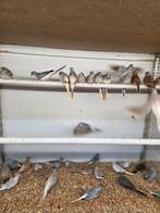 Mooie diamant duiven, Dieren en Toebehoren