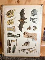Oude Vintage Schoolplaten, Ophalen of Verzenden, Natuur en Biologie