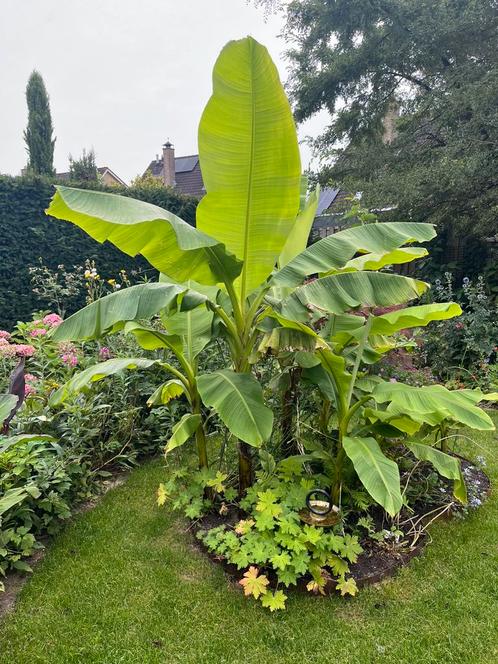 Grote bananenplant Musa Dajiao, Tuin en Terras, Planten | Bomen, Overige soorten, 100 tot 250 cm, Volle zon, Ophalen