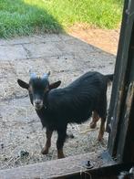 Bokje, black and tan, Dieren en Toebehoren, Schapen, Geiten en Varkens, Mannelijk, Geit