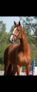 Springpaard (Justice HL x Gran Corrado), Dieren en Toebehoren, Paarden, Merrie, Springpaard, Gechipt, L