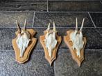 3 leuke ree geweien samen € 18 jacht mancave overkapping c63, Verzamelen, Dierenverzamelingen, Ophalen of Verzenden, Hert, Gewei of Kop