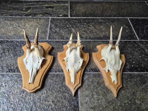 3 leuke ree geweien samen € 18 jacht mancave overkapping c63, Verzamelen, Dierenverzamelingen, Gebruikt, Gewei of Kop, Hert, Ophalen of Verzenden