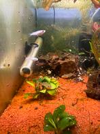 Volwassen medaka rijstvisjes, Dieren en Toebehoren, Vis