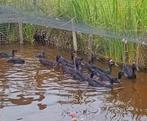 2 Mooie zwarte Indische loopeenden vrouwtjes, Dieren en Toebehoren, Pluimvee, Vrouwelijk, Eend