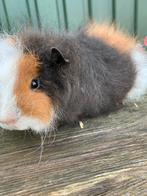 Superlieve ch teddy cavia!, Dieren en Toebehoren, Knaagdieren, Cavia, Mannelijk, Juli, Tam