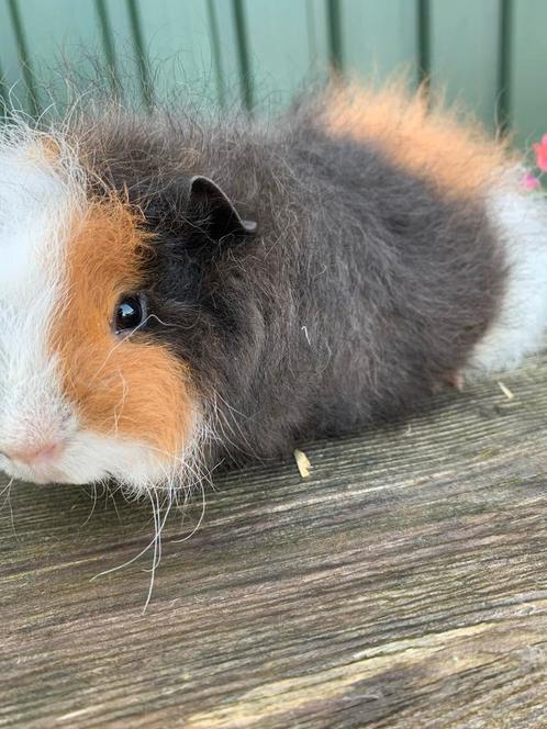 Superlieve ch teddy cavia!, Dieren en Toebehoren, Knaagdieren, Mannelijk, Cavia, Juli, Tam