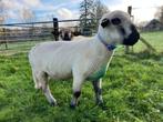 Volbloed stamboek Hampshire Down ram te huur, Dieren en Toebehoren, Schapen, Geiten en Varkens, Mannelijk, Schaap